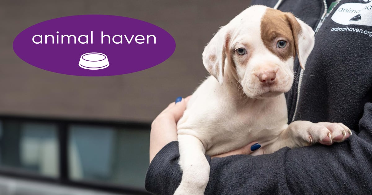 Animal Haven logo