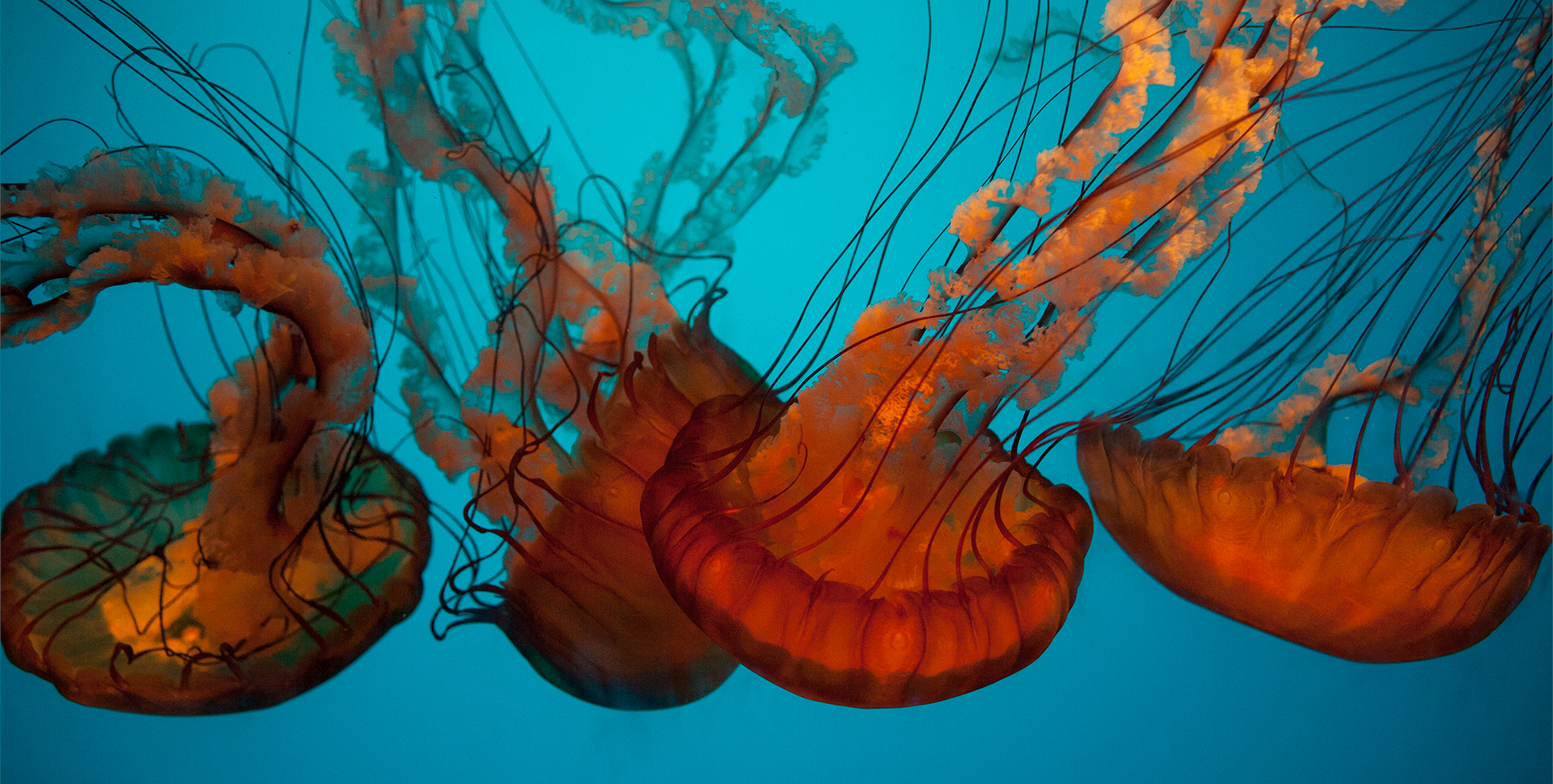 California Academy of Sciences logo